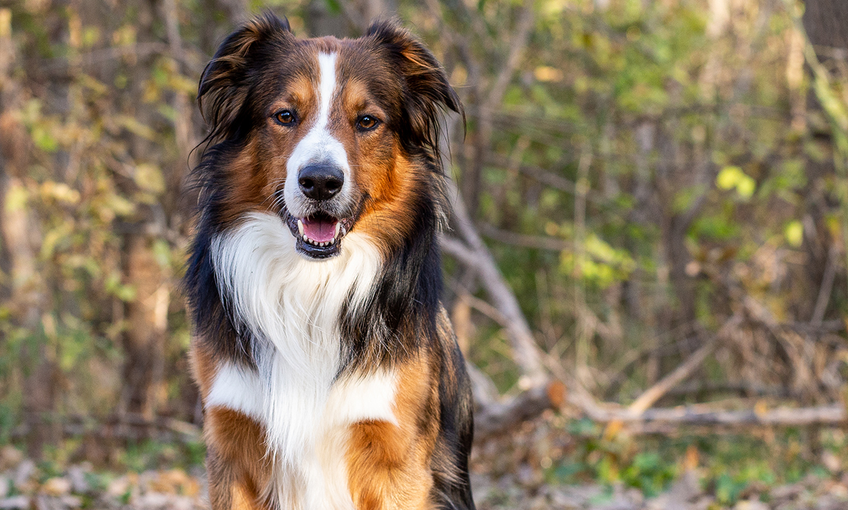 An English Shepherd dog